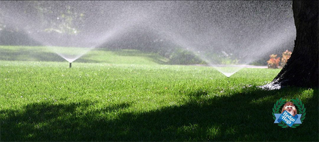 5 Lawn Care Tips for a Healthier Lawn