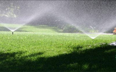 5 Lawn Care Tips for a Healthier Lawn