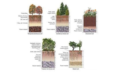Gardeners Soil Problems