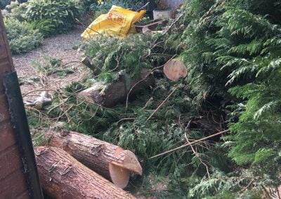 Tree Removal - Hedge Hogs Harrogate Landscape Gardening