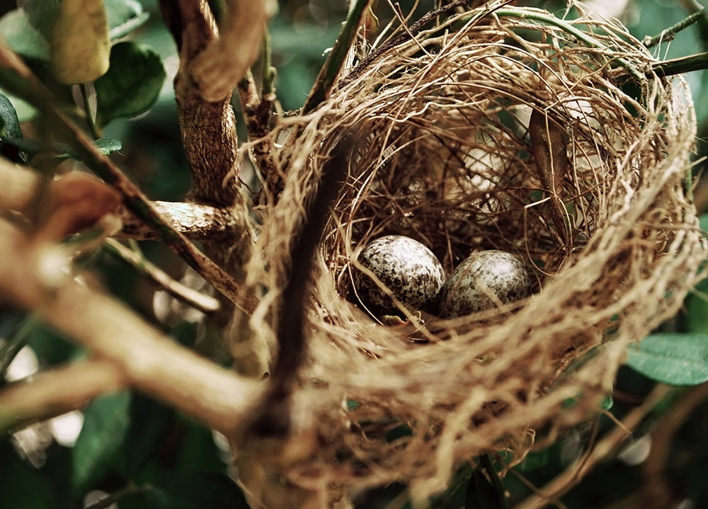 Hedges and the Law - Breeding birds - Hedgehogs Outdoor Harrogate