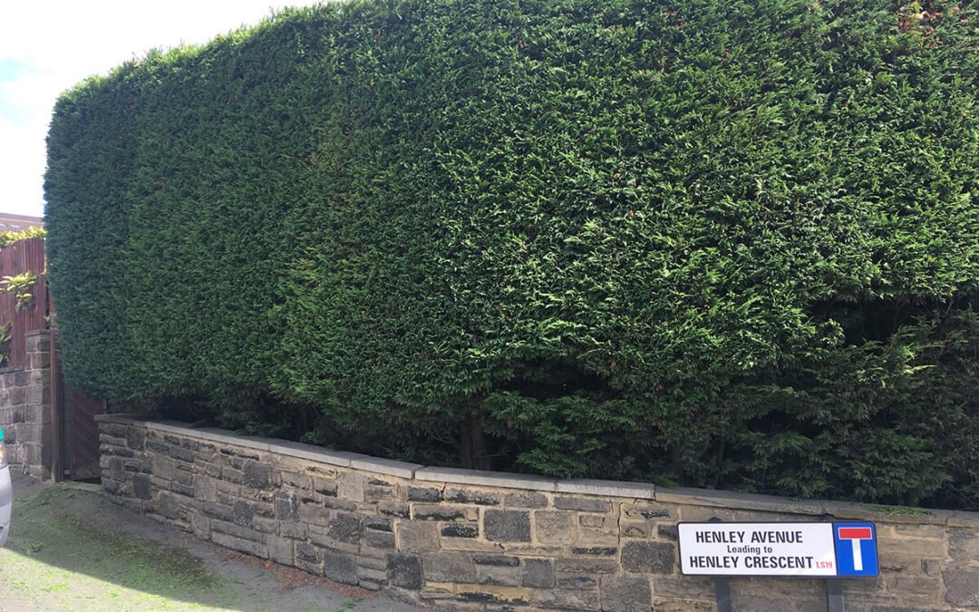 Hedge Cutting Rawdon Leeds