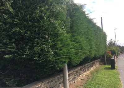 Hedge cutting Rawdon Leeds Before