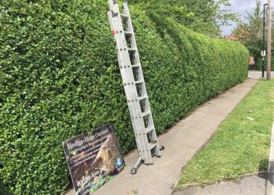 Hedge Cutting and Tree Services Across Yorkshire