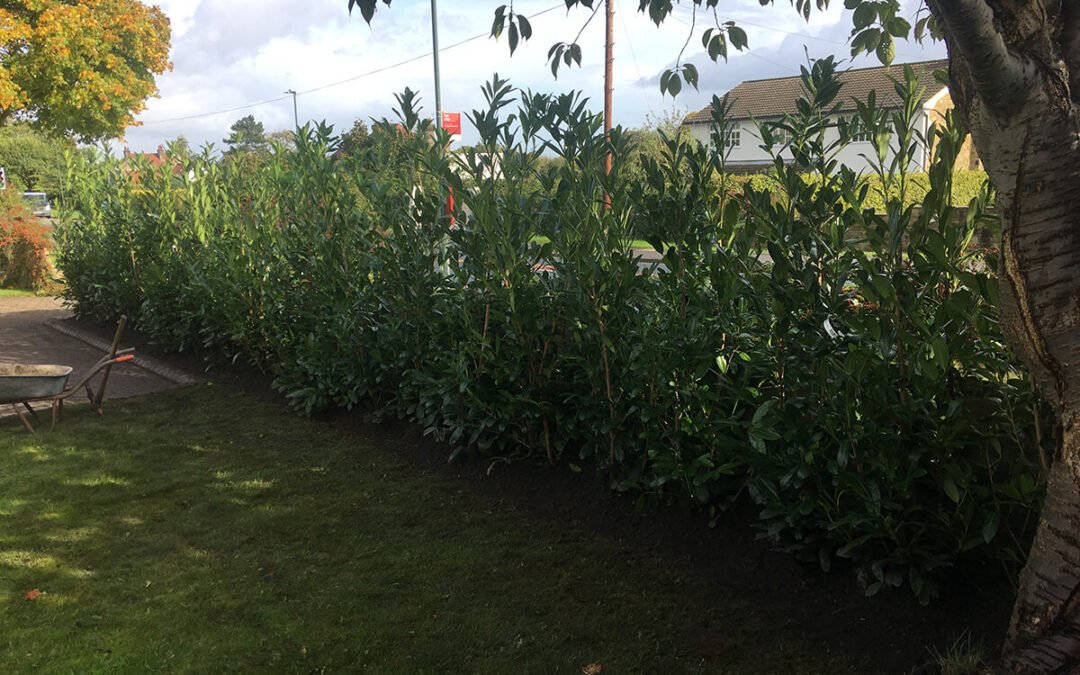 Laurel Planting Harrogate