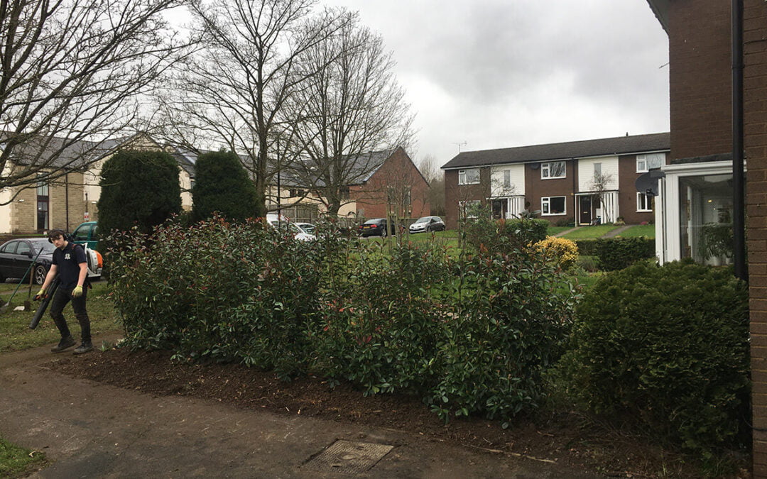 Photinia “Red Robin” Hedging Harrogate