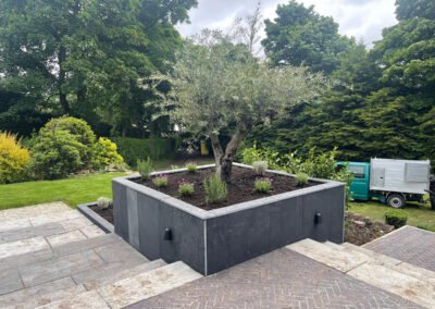 Soft landscaping with olive tree centrepiece - Leeds - After