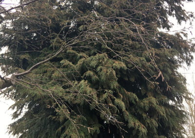 Tree Services Yorkshire - Before