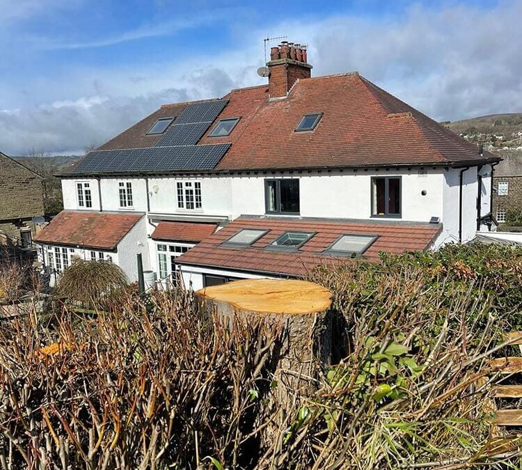 Lime Tree Felling Harrogate