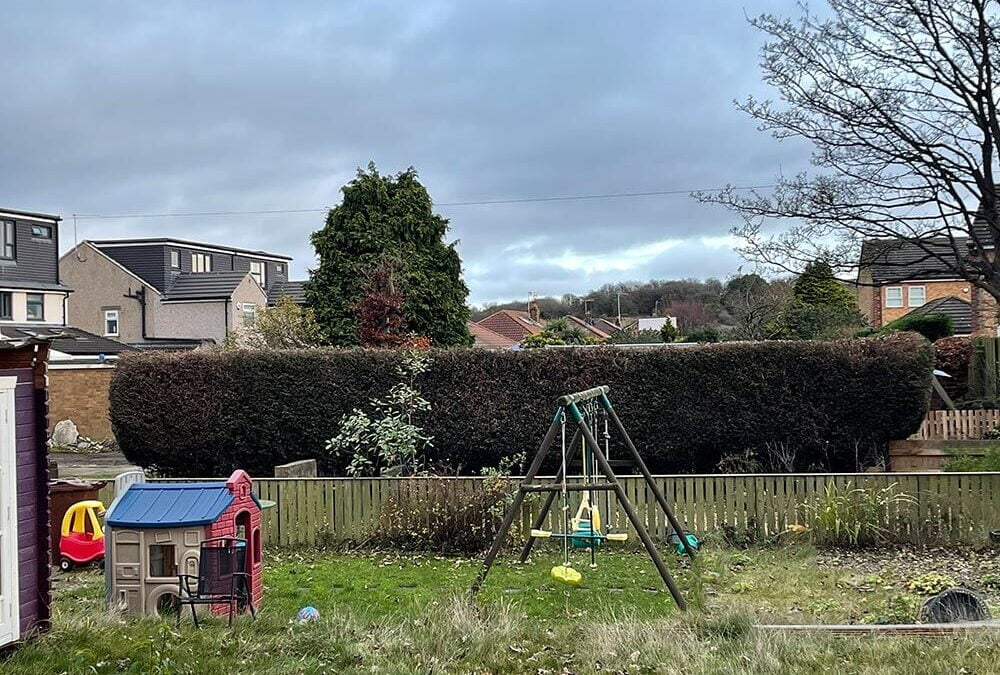 Conifer Hedge Reduction Yeadon