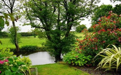 Gardeners tips for surviving droughts